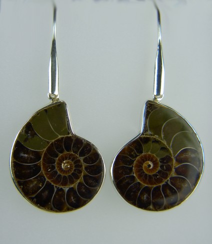 Ammonite Earrings - Large ammonite earrings in silver